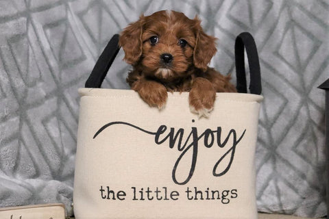 Cavapoo For Sale Fredericksburg, OH Male- Cooper