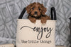 Cavapoo For Sale Fredericksburg, OH Male- Cooper