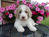 Mini Labradoodle For Sale Millersburg, OH Male- Cooper