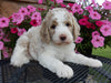 Mini Labradoodle For Sale Millersburg, OH Male- Cooper