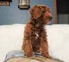 Cockapoo For Sale Millersburg, OH Male- Cooper