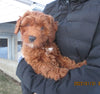Cockapoo For Sale Millersburg, OH Male- Cooper