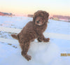 Cockapoo For Sale Millersburg, OH Male- Cooper