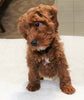 Cockapoo For Sale Millersburg, OH Male- Cooper