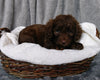 Mini Labradoodle For Sale Millersburg, OH Male- Cooper