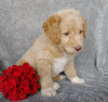 Mini F1B Labradoodle For Sale Millersburg, OH Male- Copper