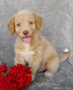 Mini F1B Labradoodle For Sale Millersburg, OH Male- Copper