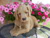 Mini Labradoodle For Sale Millersburg, OH Male- Corky