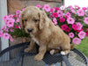 Mini Labradoodle For Sale Millersburg, OH Male- Corky