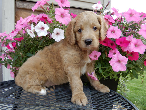 Mini Labradoodle For Sale Millersburg, OH Male- Corky