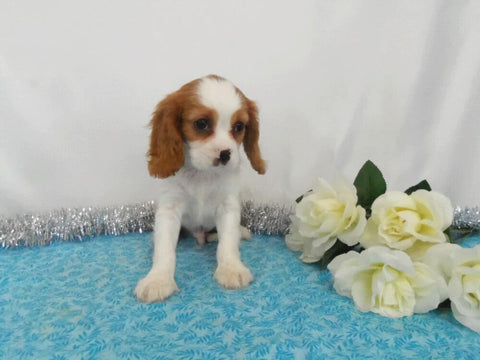 AKC Registered Cavalier King Charles Spaniel For Sale Wooster OH, Male- Cory