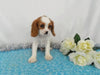 AKC Registered Cavalier King Charles Spaniel For Sale Wooster OH, Male- Cory