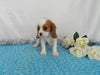 AKC Registered Cavalier King Charles Spaniel For Sale Wooster OH, Male- Cory