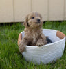 Cockapoo For Sale Fredericksburg, OH Male- Cory