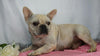 AKC Registered French Bulldog For Sale Wooster, OH Female- Blue Bunny