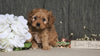 Cavapoo For Sale Fredericksburg, OH Female- Cuddles