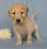 Goldendoodle For Sale Millesburg, OH Male- Cuddles