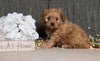 Cavapoo For Sale Fredericksburg, OH Female- Cuddles