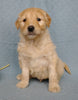 Goldendoodle For Sale Millesburg, OH Male- Cuddles