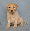 Goldendoodle For Sale Millesburg, OH Male- Cuddles