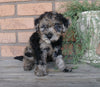 F1B Mini Labradoodle For Sale Millersburg, OH Female- Cuddles