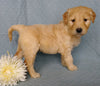 Goldendoodle For Sale Millesburg, OH Male- Cuddles