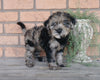 F1B Mini Labradoodle For Sale Millersburg, OH Female- Cuddles
