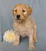 Goldendoodle For Sale Millesburg, OH Male- Cuddles