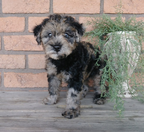F1B Mini Labradoodle For Sale Millersburg, OH Female- Cuddles