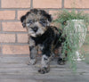 F1B Mini Labradoodle For Sale Millersburg, OH Female- Cuddles