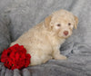 Mini F1B Labradoodle For Sale Millersburg, OH Female- Cupcake