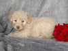 Mini F1B Labradoodle For Sale Millersburg, OH Female- Cupcake