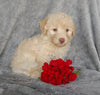 Mini F1B Labradoodle For Sale Millersburg, OH Female- Cupcake
