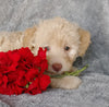 Mini F1B Labradoodle For Sale Millersburg, OH Female- Cupcake