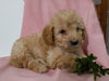 Mini Goldendoodle For Sale Sugarcreek, OH Female- Cupcake
