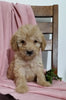 Mini Goldendoodle For Sale Sugarcreek, OH Female- Cupcake