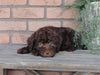 F1B Mini Labradoodle For Sale Millersburg, OH Female- Curly Q
