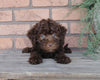 F1B Mini Labradoodle For Sale Millersburg, OH Female- Curly Q