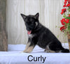 Norwegian Elkhound Hybrid For Sale Adamsville, OH Male- Curly