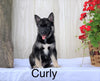 Norwegian Elkhound Hybrid For Sale Adamsville, OH Male- Curly