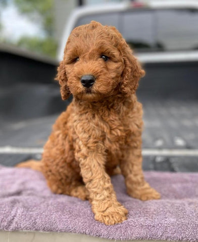 Mini Irishdoodle For Sale Fredericksburg, OH Male- Curtis