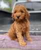 Mini Irishdoodle For Sale Fredericksburg, OH Male- Curtis