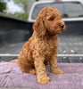 Mini Irishdoodle For Sale Fredericksburg, OH Male- Curtis