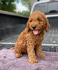 Mini Irishdoodle For Sale Fredericksburg, OH Male- Curtis