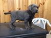 AKC Registered Silver Labrador Retriever For Sale Fredericksburg, OH Female- Cutie Pie