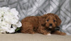 Cavapoo For Sale Fredericksburg, OH Female- Cutie