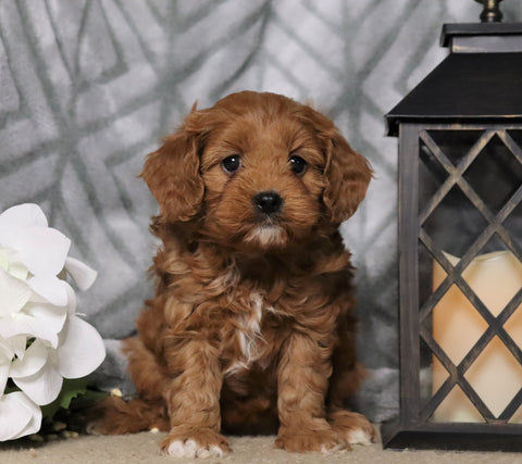 Cavapoo For Sale Fredericksburg, OH Female- Cutie