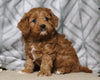 Cavapoo For Sale Fredericksburg, OH Female- Cutie