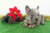 AKC Registered French Bulldog For Sale Holmesville, OH Male- Cyrus
