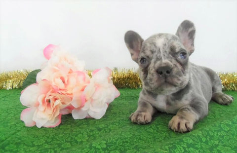 AKC Registered French Bulldog For Sale Holmesville, OH Male- Cyrus